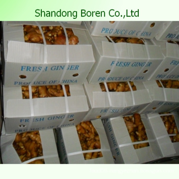 50g-300g Fresh Ginger From China